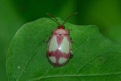Asphaera communis