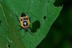 Oplomus catena