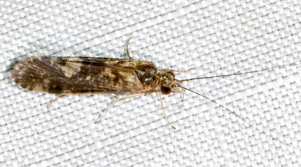 Cheumatopsyche ela