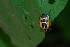Oplomus catena