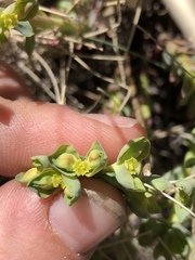 Euphorbia lurida