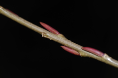 Salix purpurea purpurea