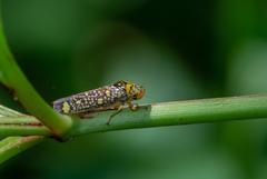 Aulacizes conspersa