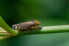 Aulacizes conspersa