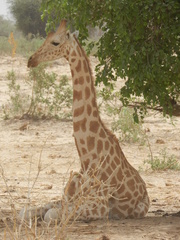 Giraffa camelopardalis peralta