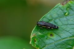 Agrilus chrysostictus