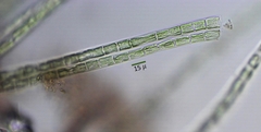 Ulothrix