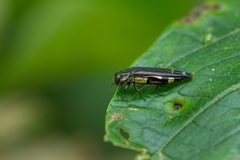 Agrilus chrysostictus