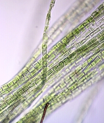 Ulothrix