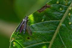 Agrilus chrysostictus