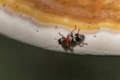 Enoclerus scenicus
