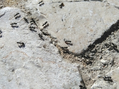Tapinoma