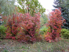 Cotinus coggygria