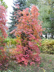 Cotinus coggygria