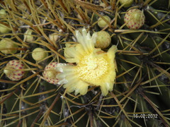 Ferocactus histrix
