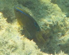 Chrysiptera biocellata