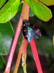 Chrysobothris chrysoela