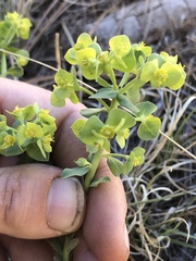 Euphorbia lurida