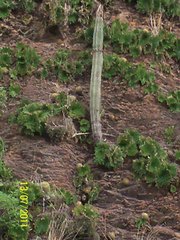 Isolatocereus dumortieri