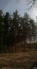 Pinus