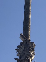 Buteo jamaicensis