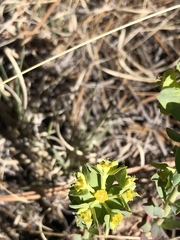 Euphorbia lurida