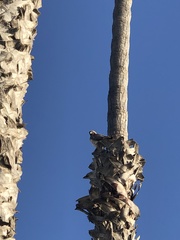 Buteo jamaicensis