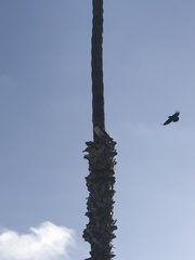 Buteo jamaicensis