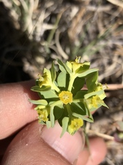 Euphorbia lurida