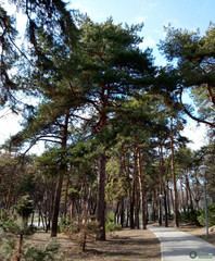 Pinus sylvestris