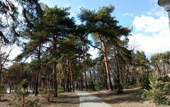 Pinus sylvestris