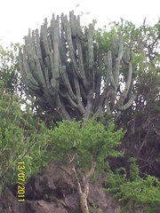 Isolatocereus dumortieri