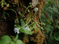 Adenostemma harlingii