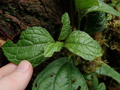 Adenostemma harlingii