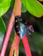 Chrysobothris chrysoela