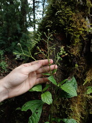 Adenostemma harlingii