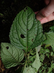 Adenostemma harlingii