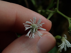 Adenostemma harlingii