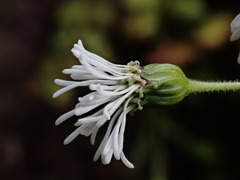 Adenostemma harlingii