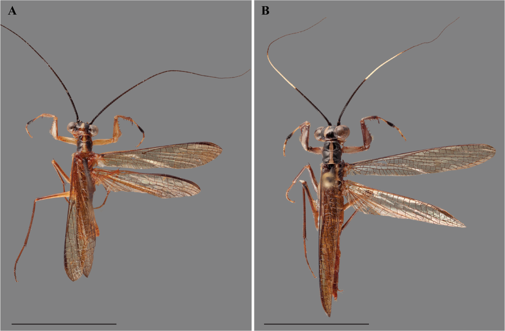 Vespamantoida toulgoeti