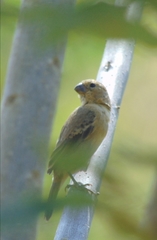 Sporophila minuta