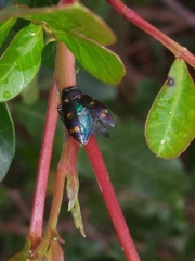 Chrysobothris chrysoela