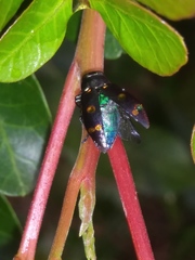 Chrysobothris chrysoela