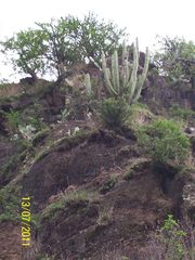 Isolatocereus dumortieri