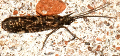 Dolophilodes distinctus