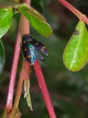Chrysobothris chrysoela
