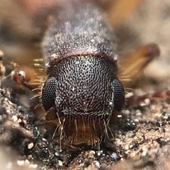 Cymatodera balteata