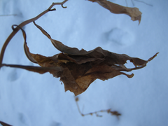 Solidago virgaurea asiatica