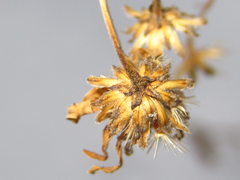 Solidago virgaurea asiatica