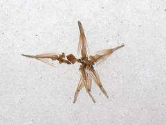 Solidago virgaurea asiatica